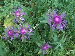 Centaurea nervosa Willd. resmi