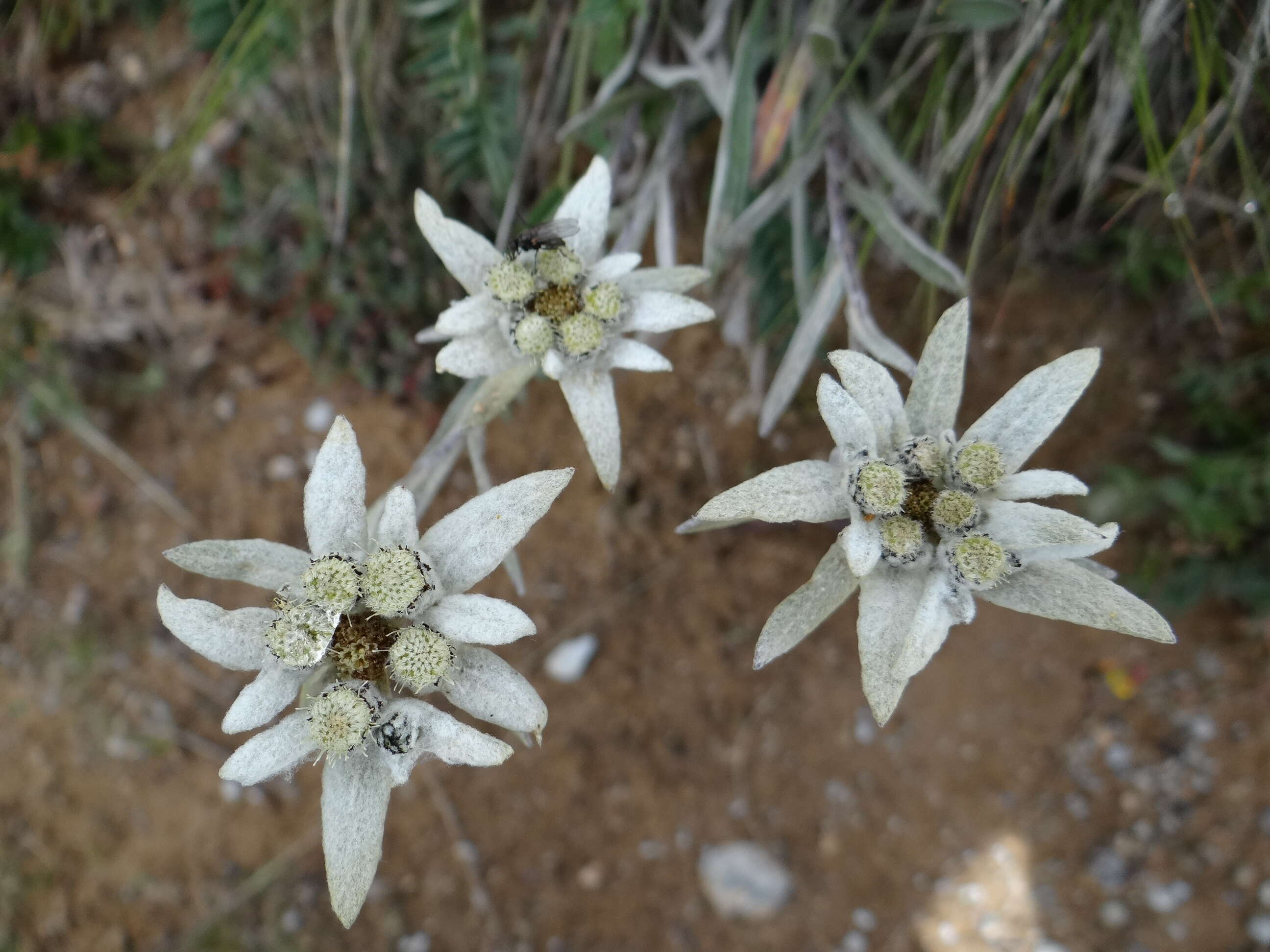 Image of edelweiss