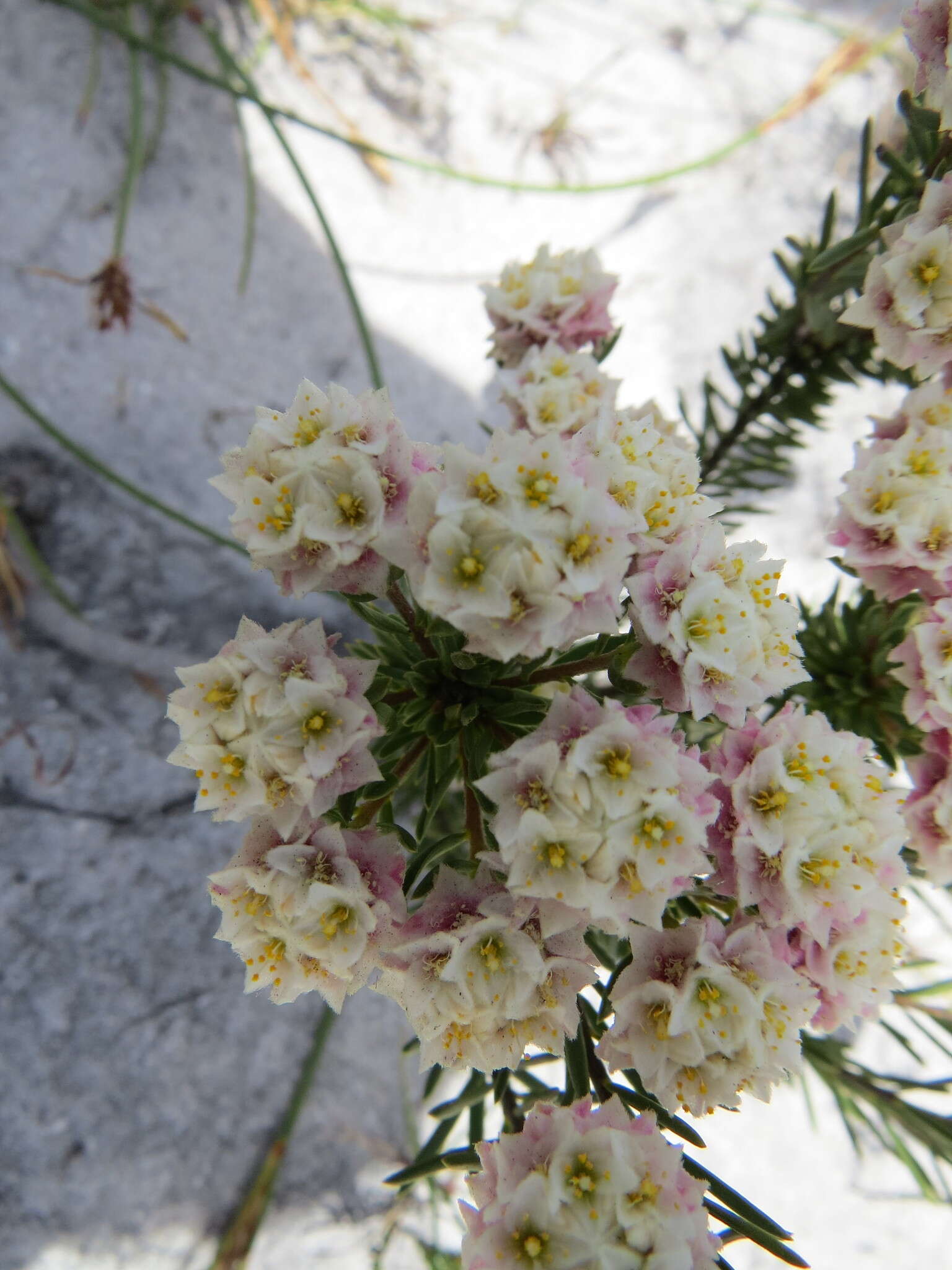 Image of Lachnaea densiflora Meissn.