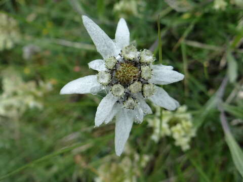 Image of edelweiss