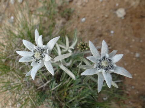 Image of edelweiss