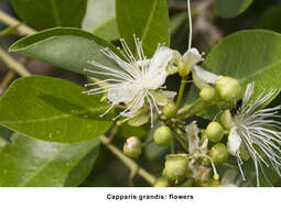 Image de Capparis grandis L. fil.