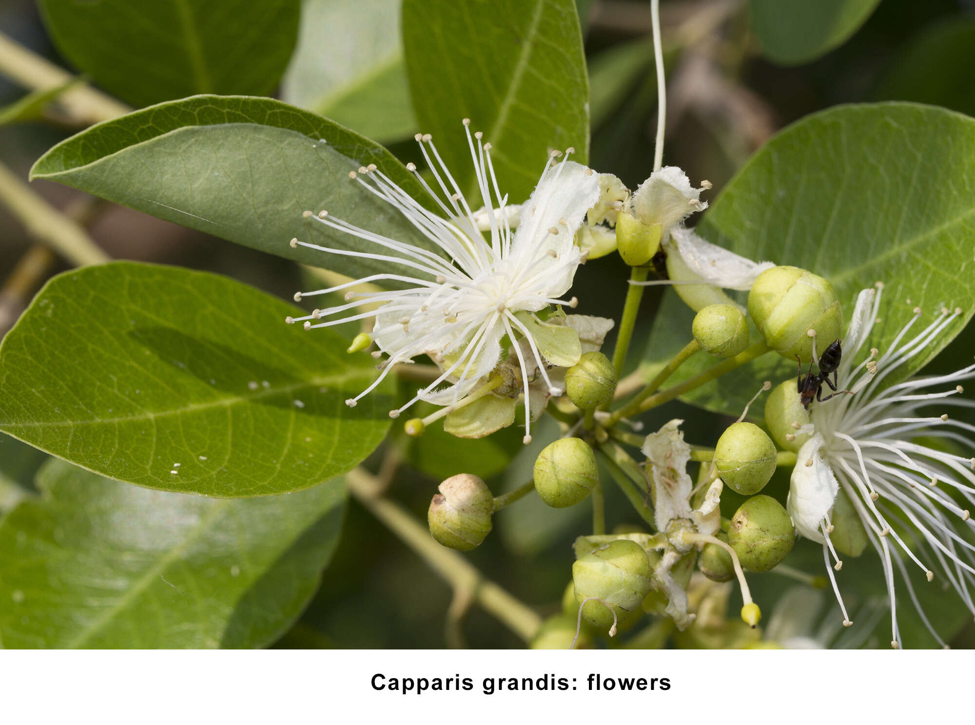 Image de Capparis grandis L. fil.