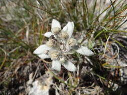 Image of edelweiss