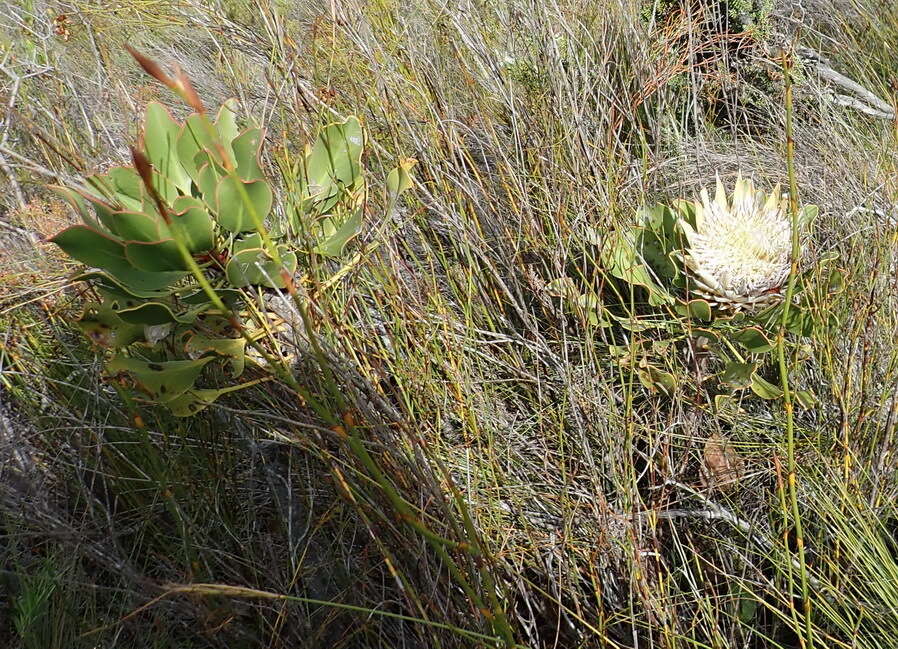 Imagem de Protea cynaroides (L.) L.