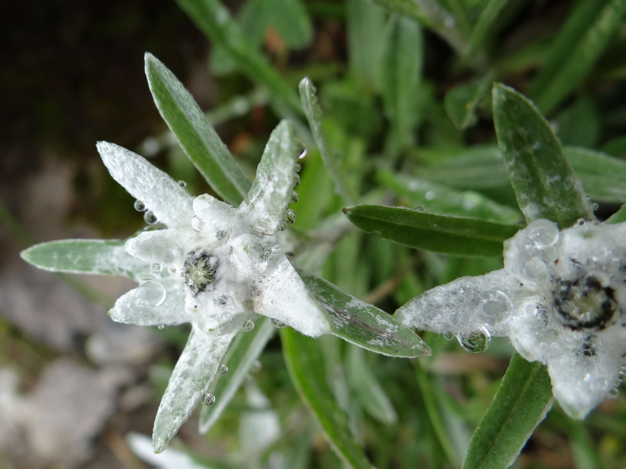 Image of edelweiss