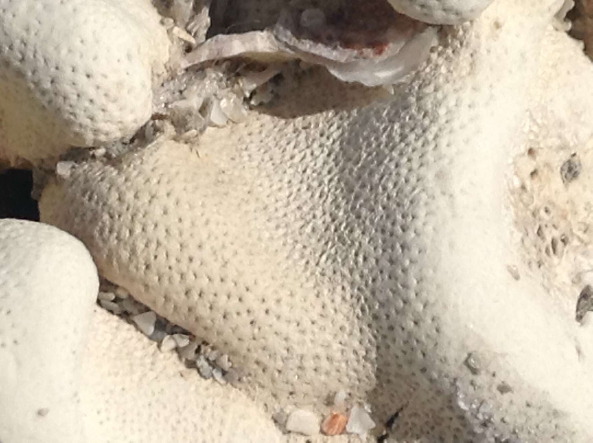 Image of white encrusting sponge