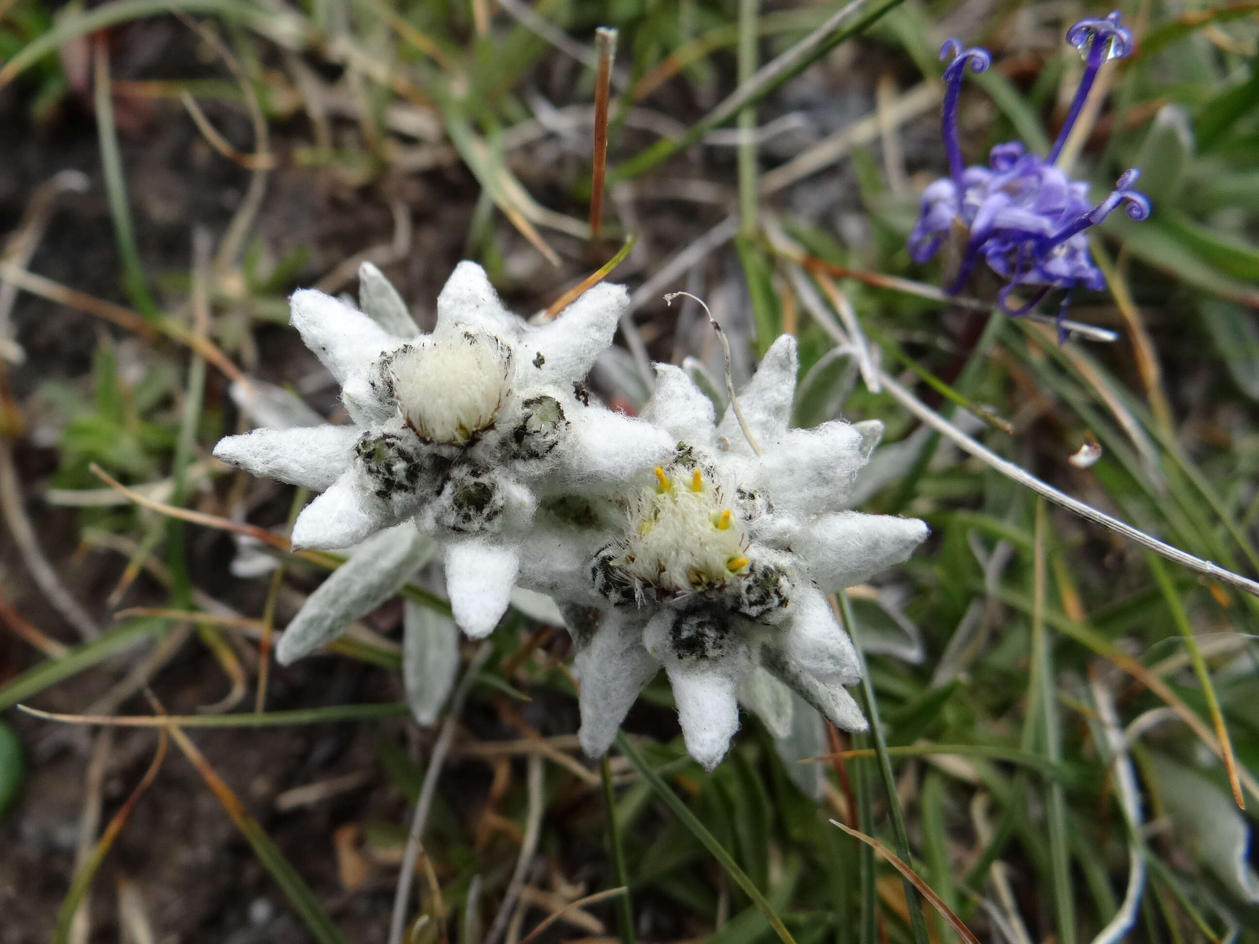 Image of edelweiss