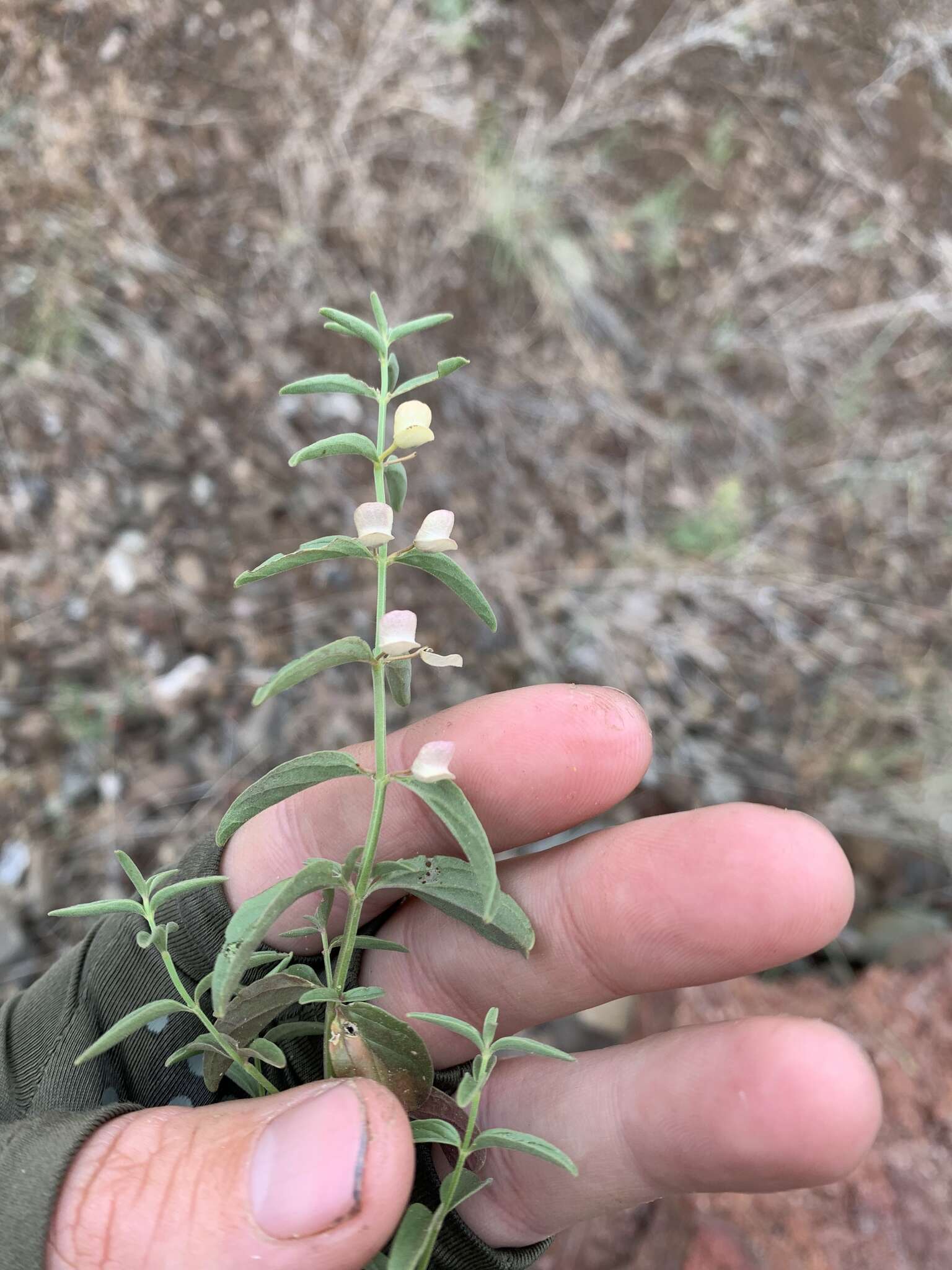 Image of narrowleaf skullcap