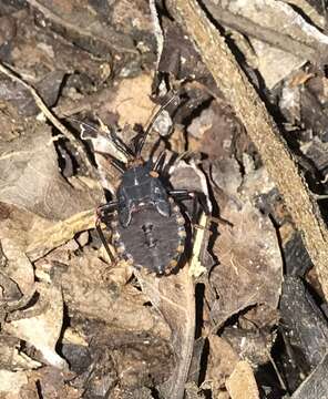 Image of Giant sweetpotato bug