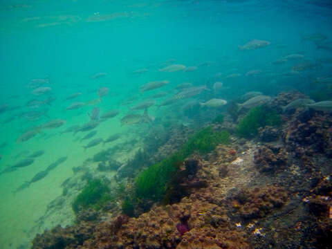 Image of Western Australian salmon