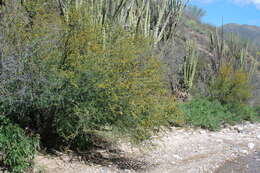 Слика од Vachellia farnesiana var. farnesiana