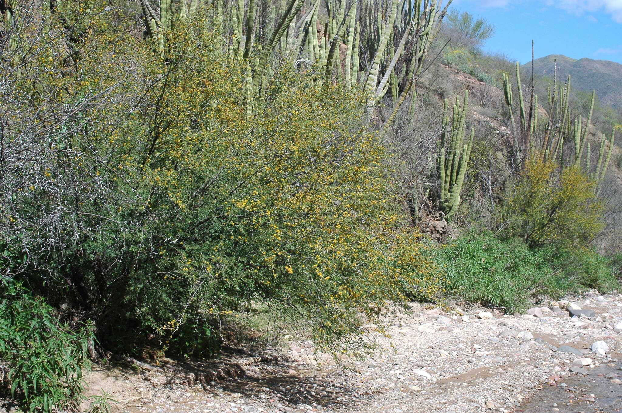 Image de Vachellia farnesiana var. farnesiana