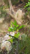 Image of Dendrobium speciosum var. hillii Mast.