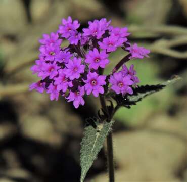 Image of Glandularia scrobiculata (Griseb.) Tronc.