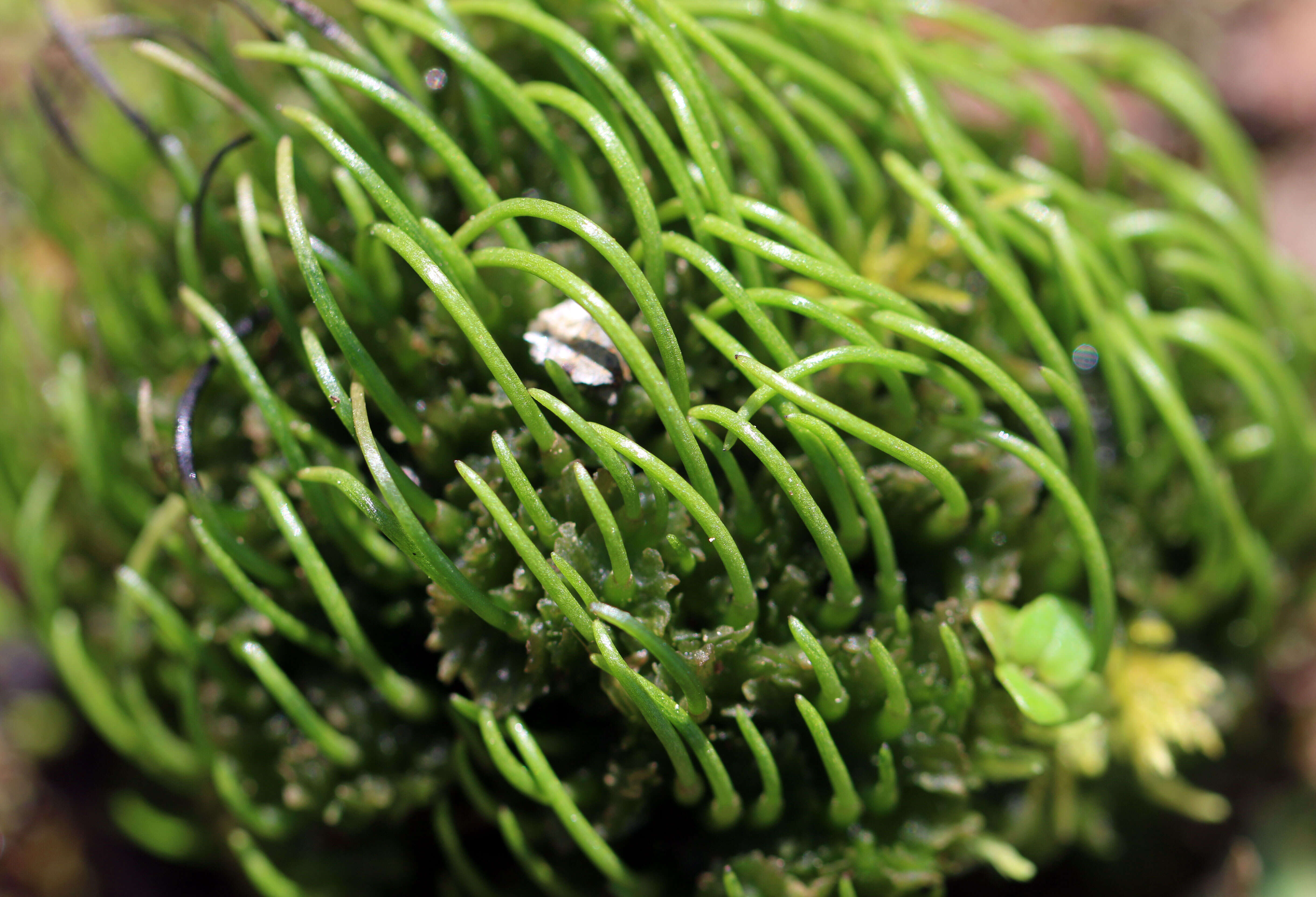 Image of hornwort