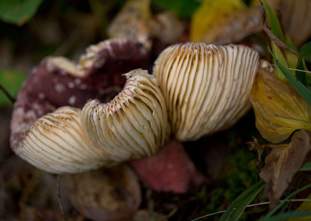 Image of Shrimp Mushroom
