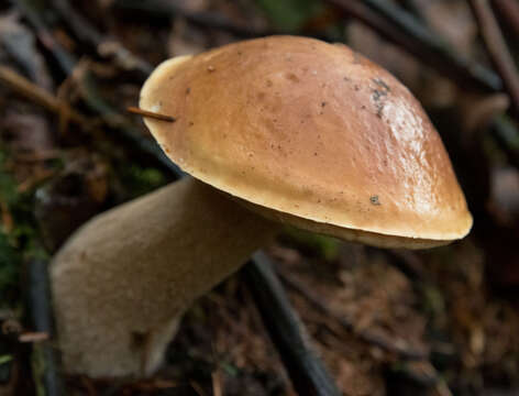 Image of Cep