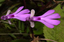 Image of Cynorkis lowiana Rchb. fil.