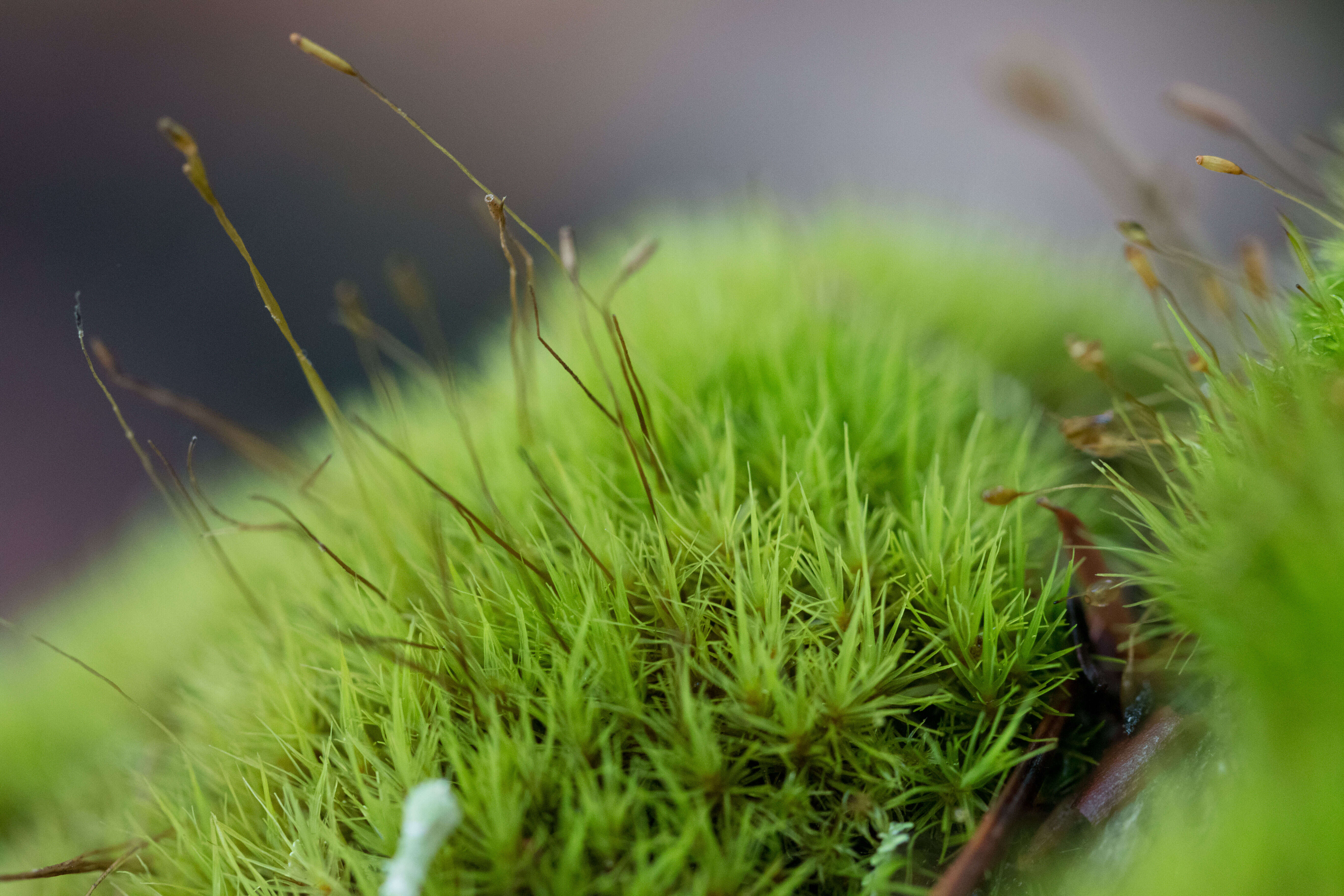 Image of Broom Moss