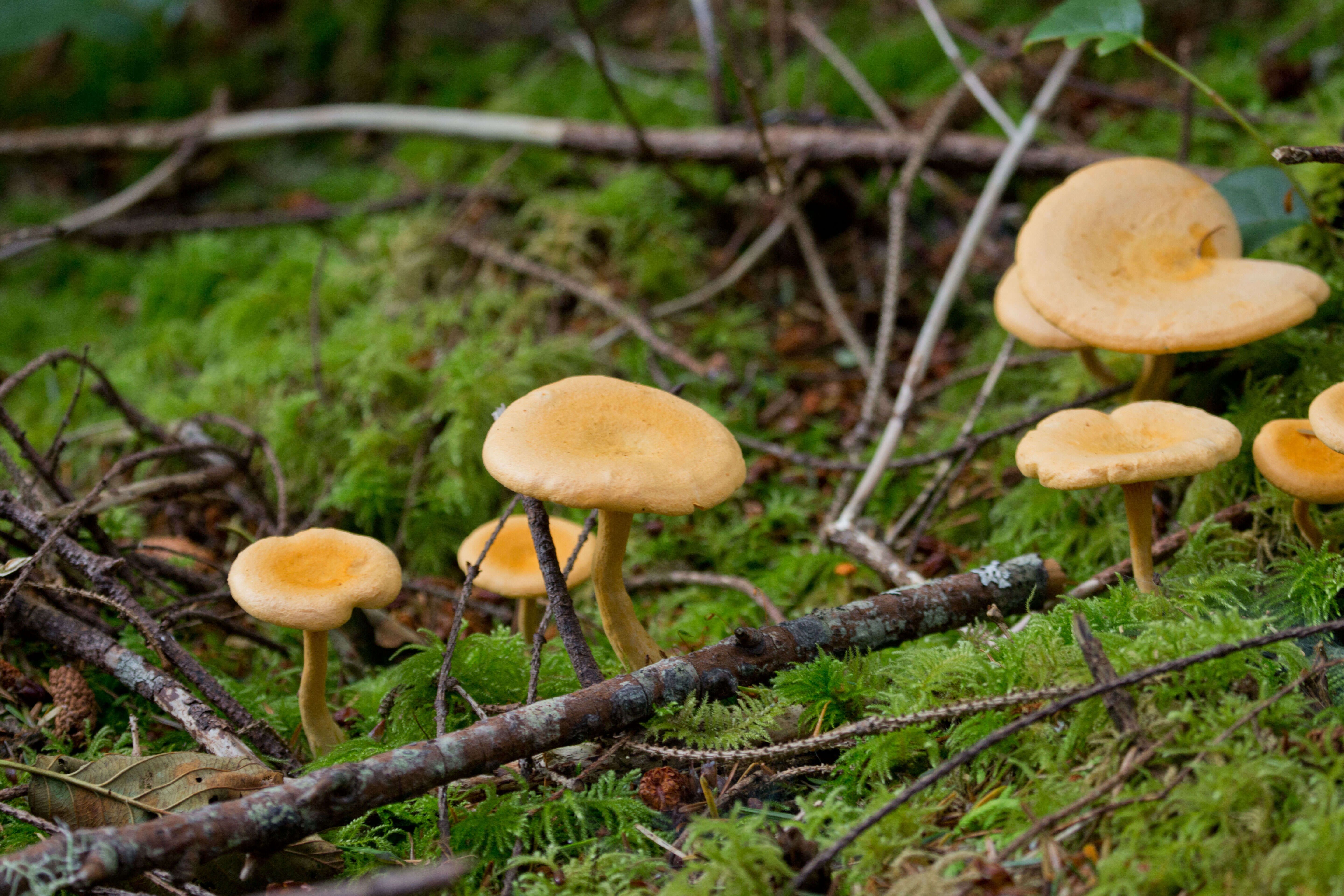 Image of Hygrophoropsis aurantiaca (Wulfen) Maire 1921