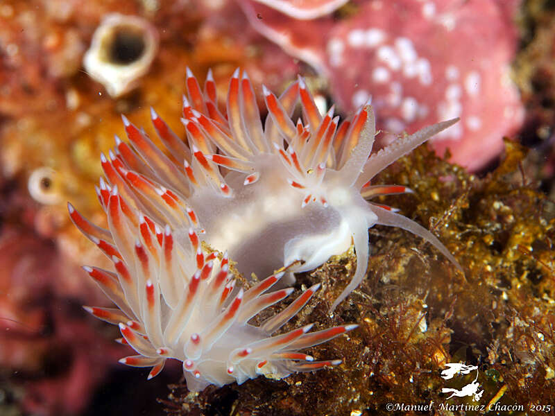 Image of Baenopsis baetica (García-Gómez 1984)