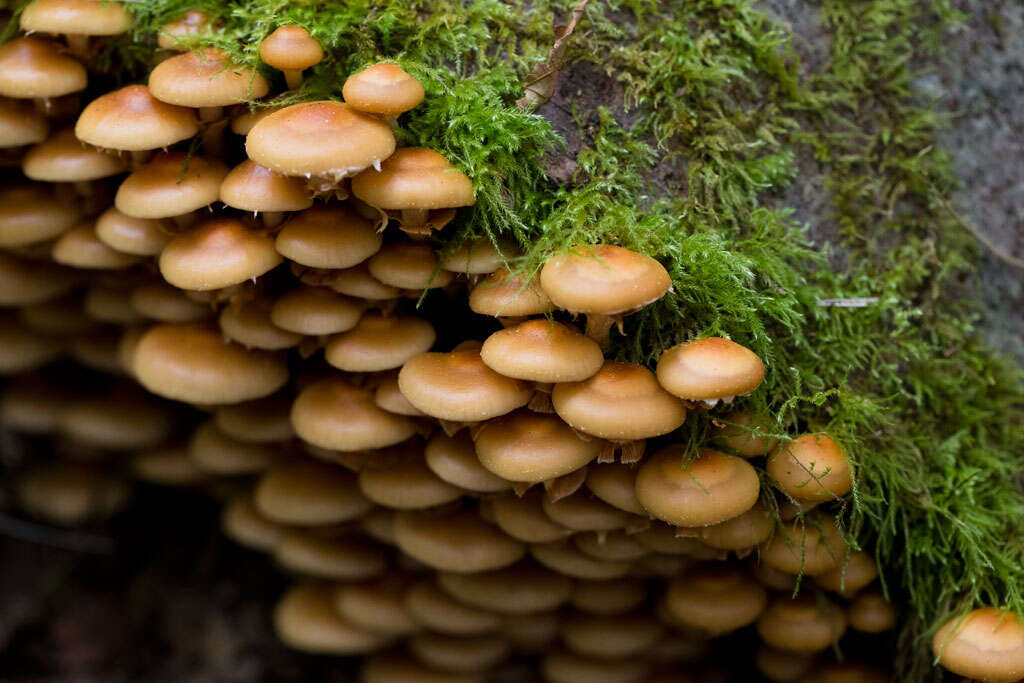 Image of Galerina marginata (Batsch) Kühner 1935