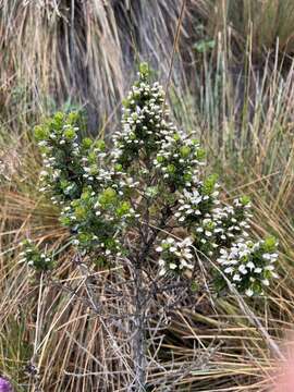 Image of Baccharis tricuneata (L. fil.) Pers.