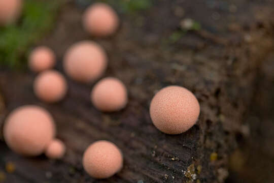 Image of Lycogala epidendrum