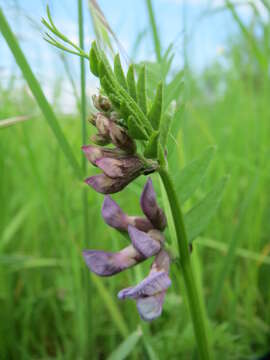 Image of bush vetch