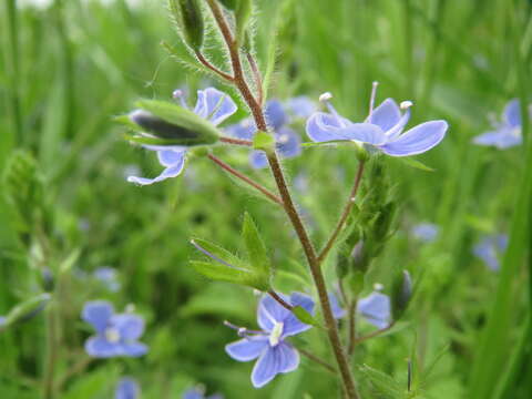 Image of bird's-eye speedwell