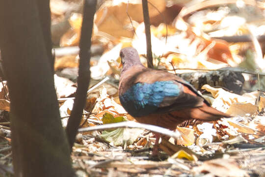 Image of Stephan's Dove