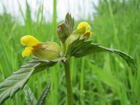 Image of Yellow rattle