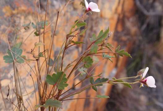 Image of Pelargonium setulosum Turcz.