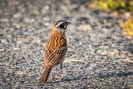 Emberiza cioides ciopsis Bonaparte 1850的圖片