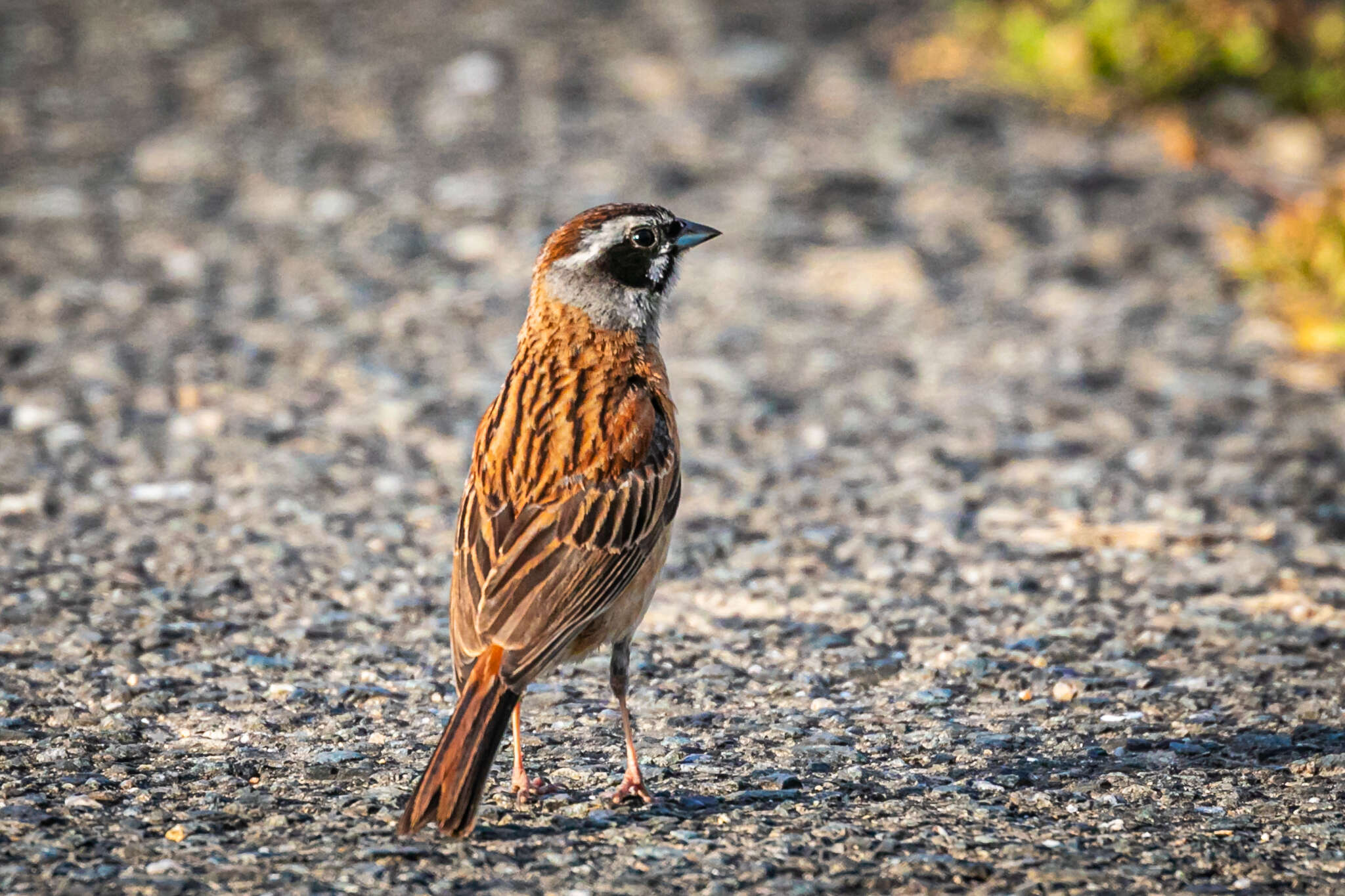 Emberiza cioides ciopsis Bonaparte 1850的圖片