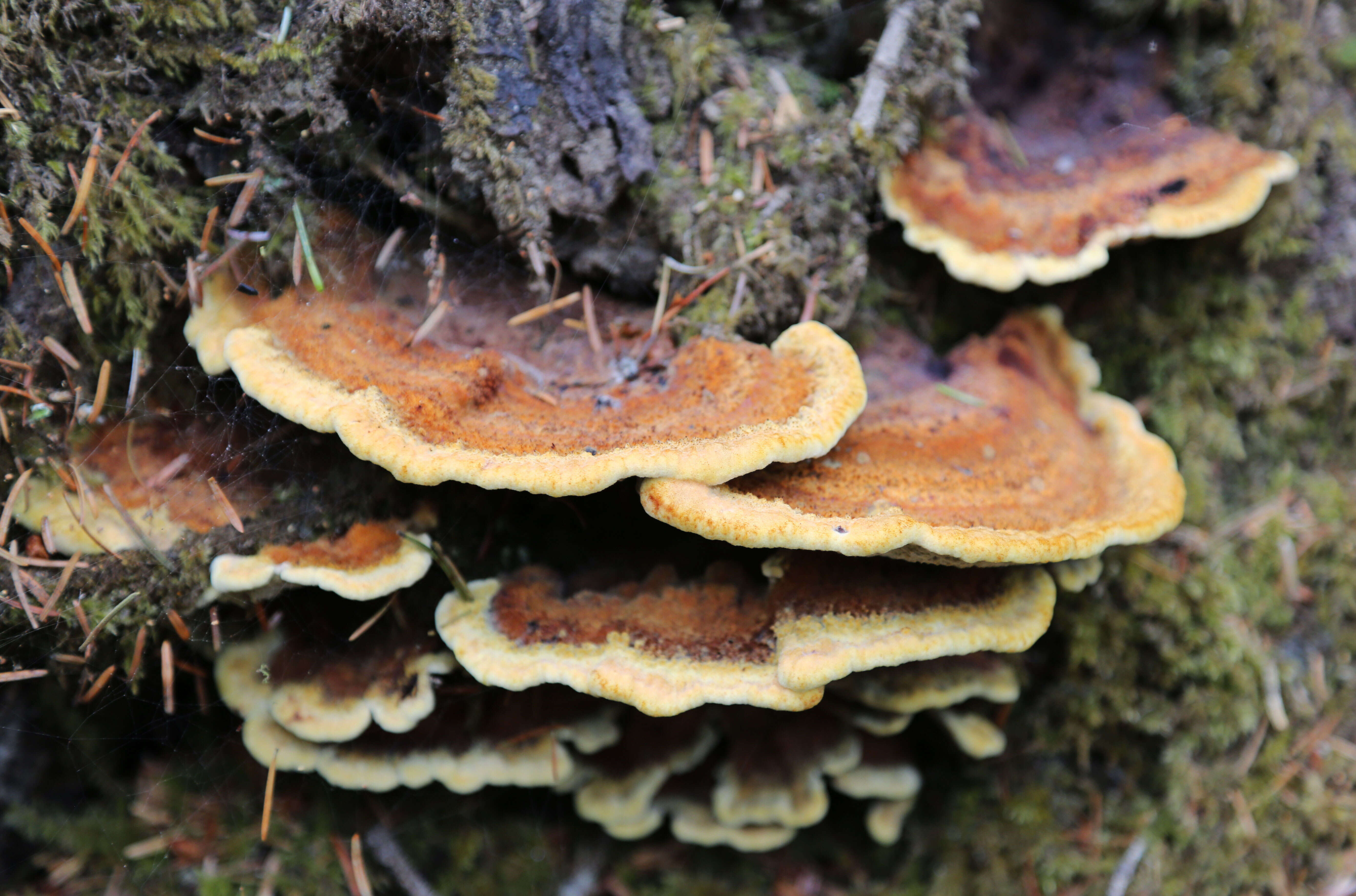 Image of dyer's polypore