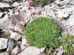 Image of Saponaria caespitosa DC.