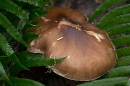 Image of Deer Mushroom