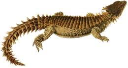 Image of Giant girdled lizard