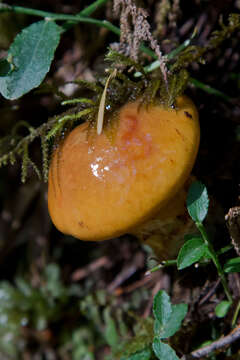 Слика од Suillus luteus (L.) Roussel 1796