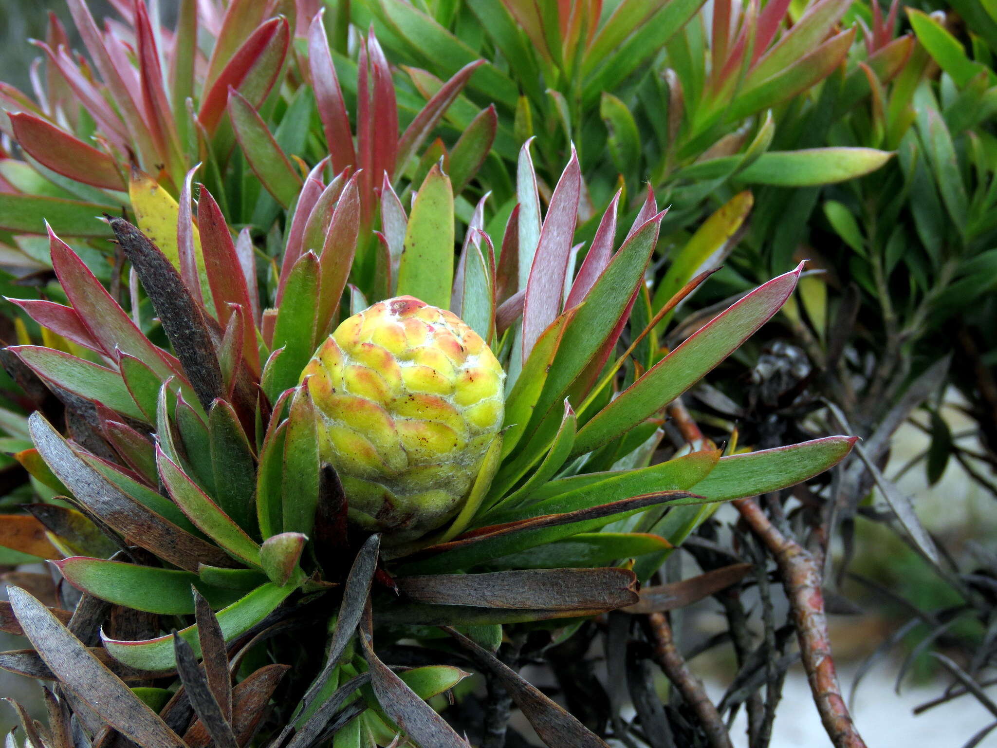 Plancia ëd Leucadendron xanthoconus (Kuntze) K. Schum.