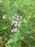 Plancia ëd Fleischmannia incarnata (Walt.) R. King & H. Rob.