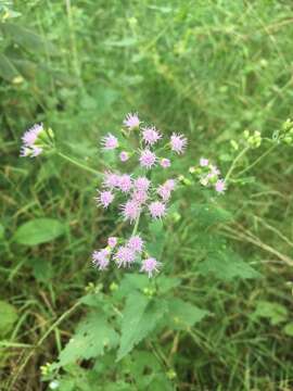 Image of pink thoroughwort