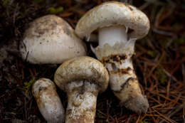 Image of White Matsutake