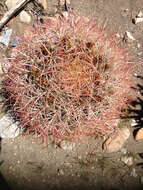 Image of California Barrel Cactus