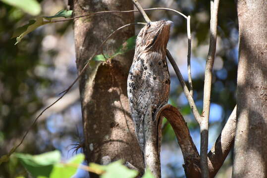 Image of Common Potoo