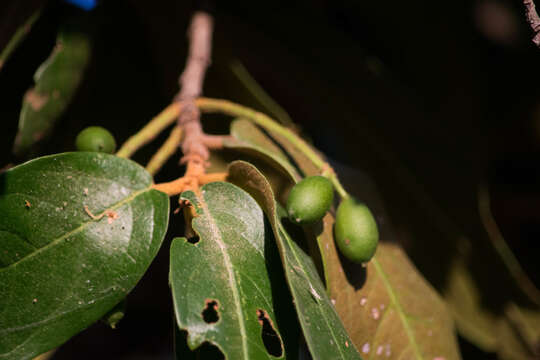 Sivun Prunus zingii Standl. kuva