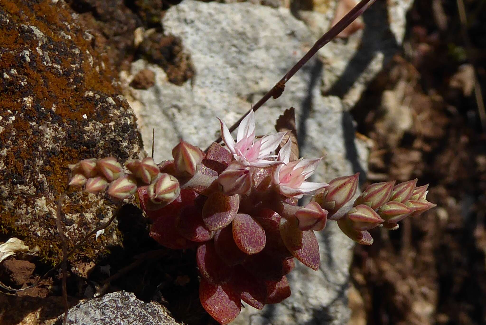 Sivun Sedum eriocarpum subsp. spathulifolium 't Hart kuva