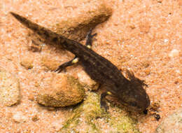 Image of Common Fire Salamander